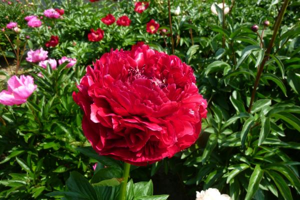 Pfingstrose Henry Bockstoce, Paeonia Hybride